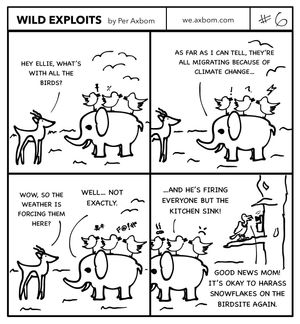 Wild Exploits #6